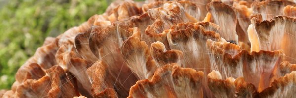 lukaslarge Profile Banner