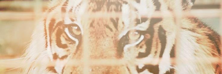 gresandii's profile banner image