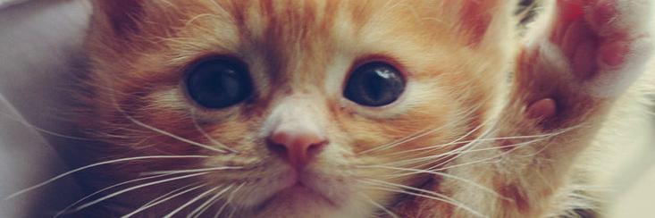 Sam banner
