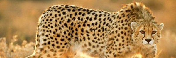 ShimoolT Profile Banner