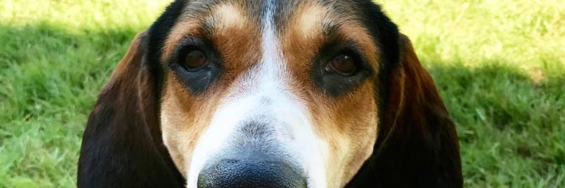 Angel Prudence banner