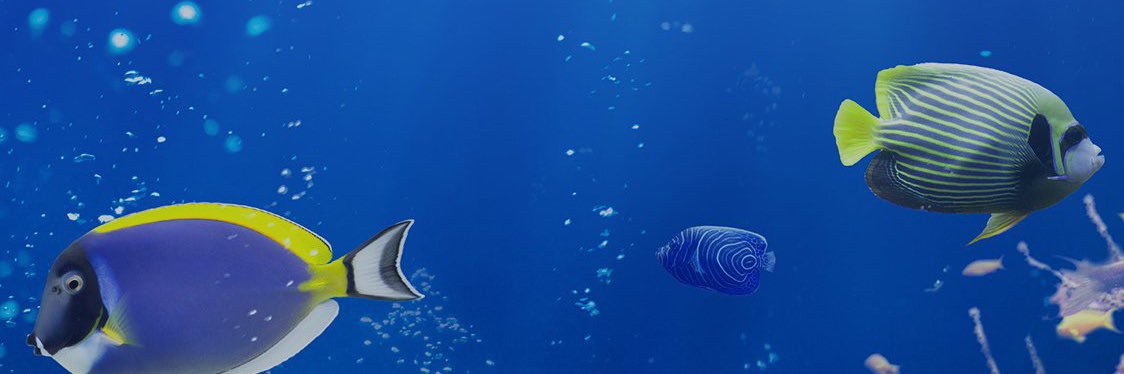 Jara banner
