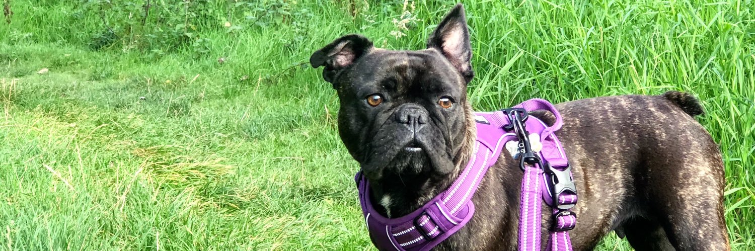 Gemma banner