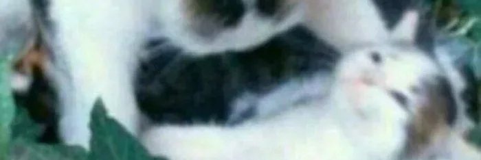 ariagstya's profile banner image
