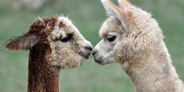 BritishAlpacaUK's profile banner image