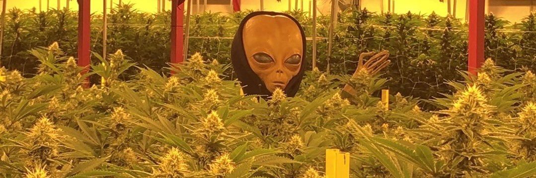 Juan Geez 🇯🇲 banner