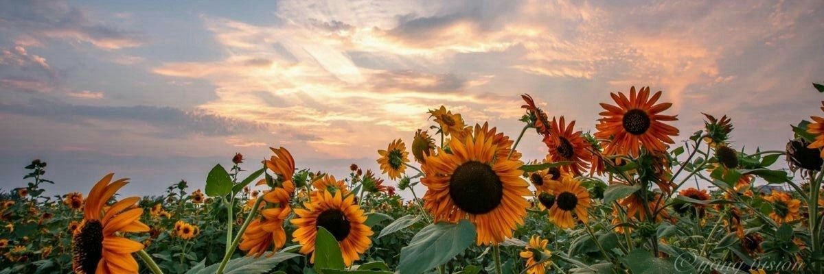 sweetandstuff's profile banner image