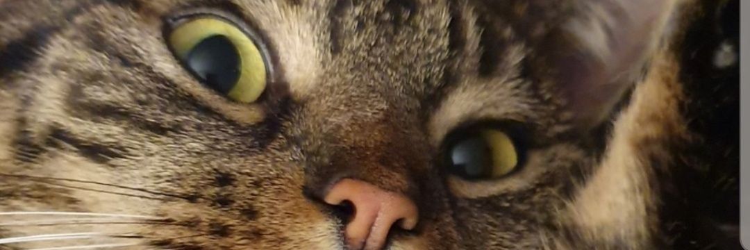imustbelaura's profile banner image