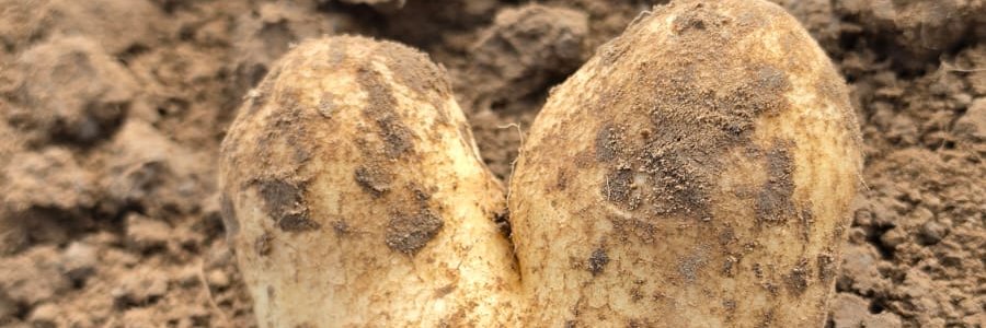 potatoes_za's profile banner image