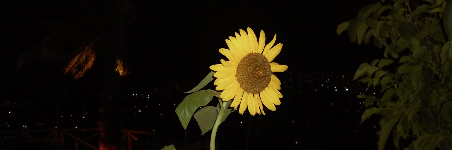 spampicarolina's profile banner image