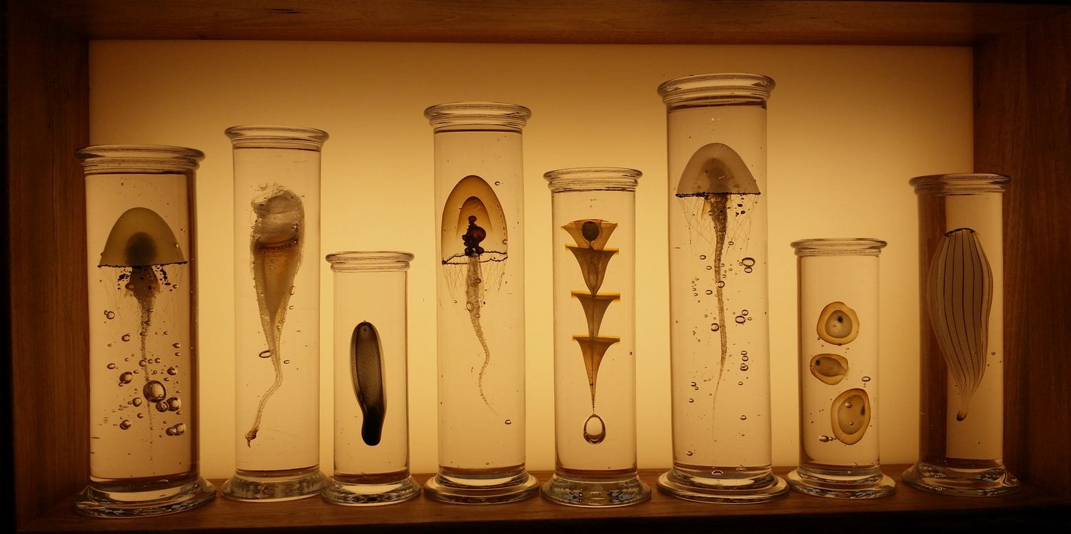 Dr Sue Buckmaster (hons) banner