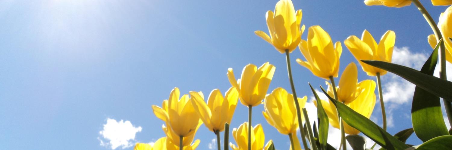 jeenie's profile banner image