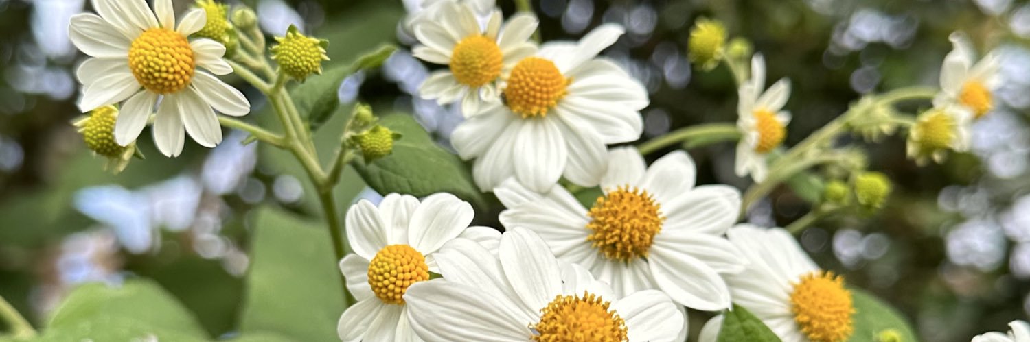 St__ella's profile banner image