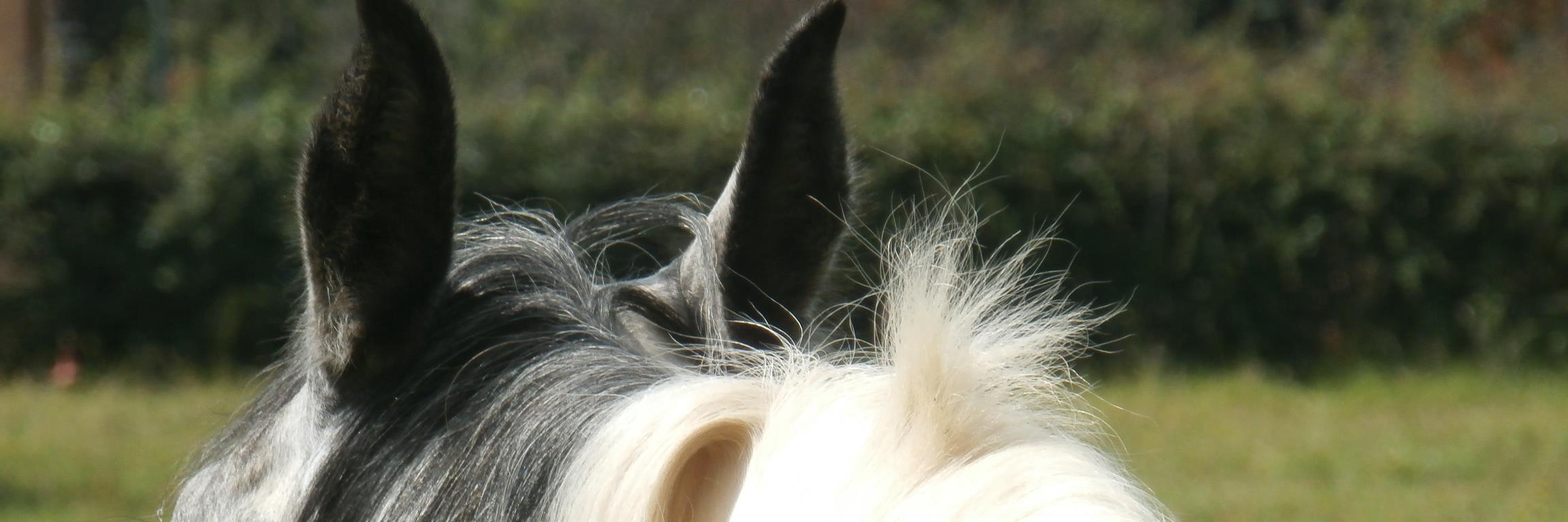 horsesforcauses's profile banner image