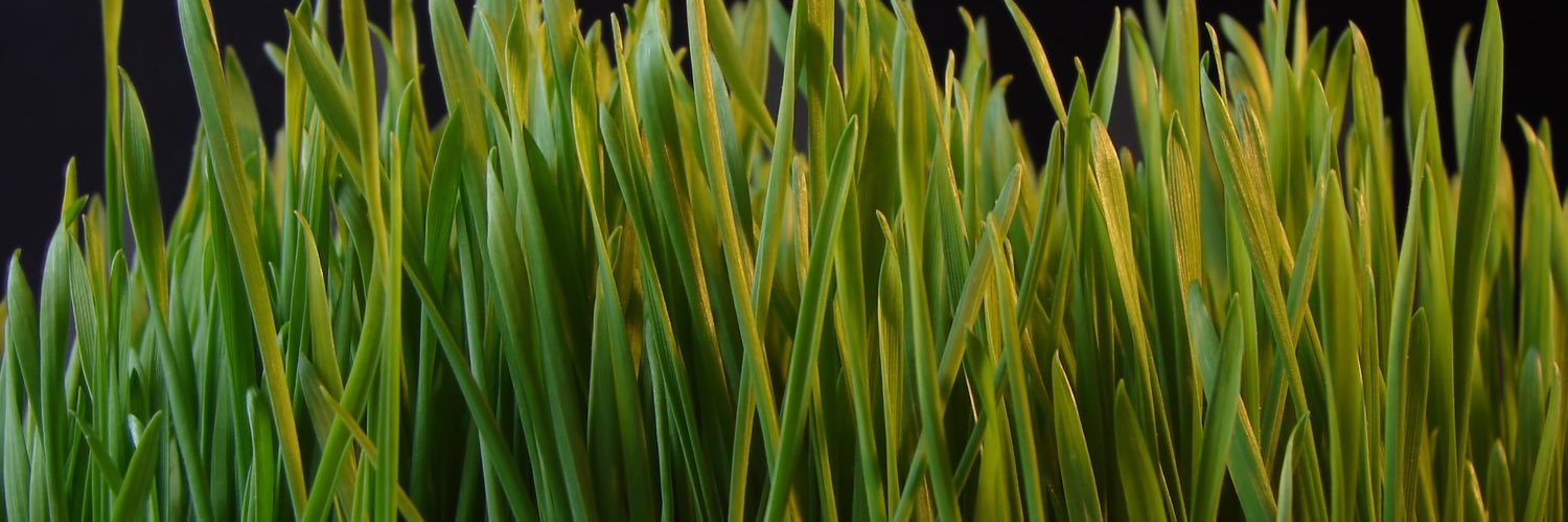 liplockinglwt's profile banner image