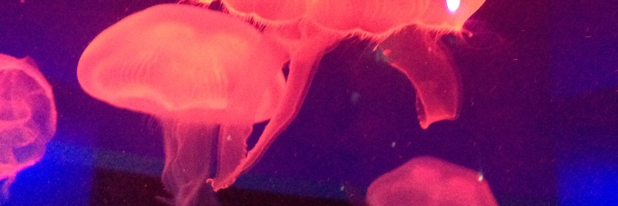 cawebs06's profile banner image
