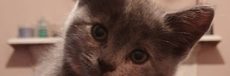 Luke Thomas Heselden banner