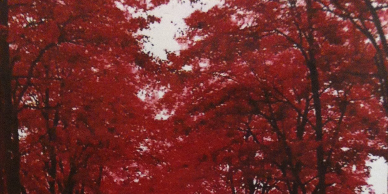 Ziio_'s profile banner image