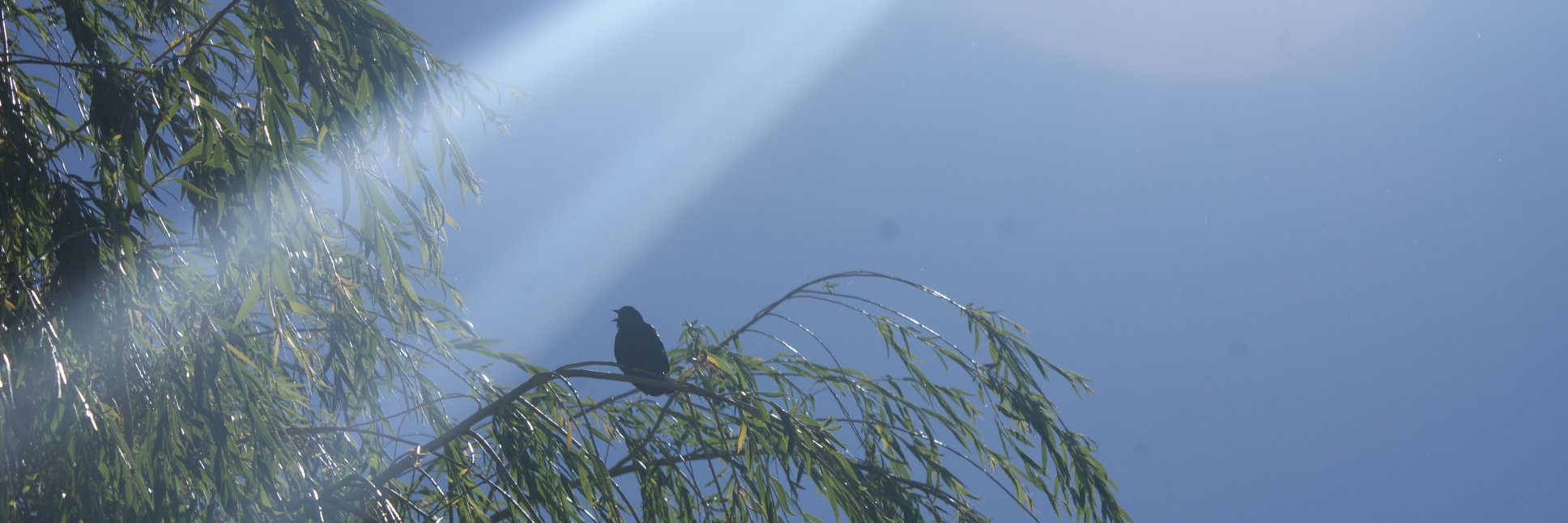 EclipseShadow9's profile banner image