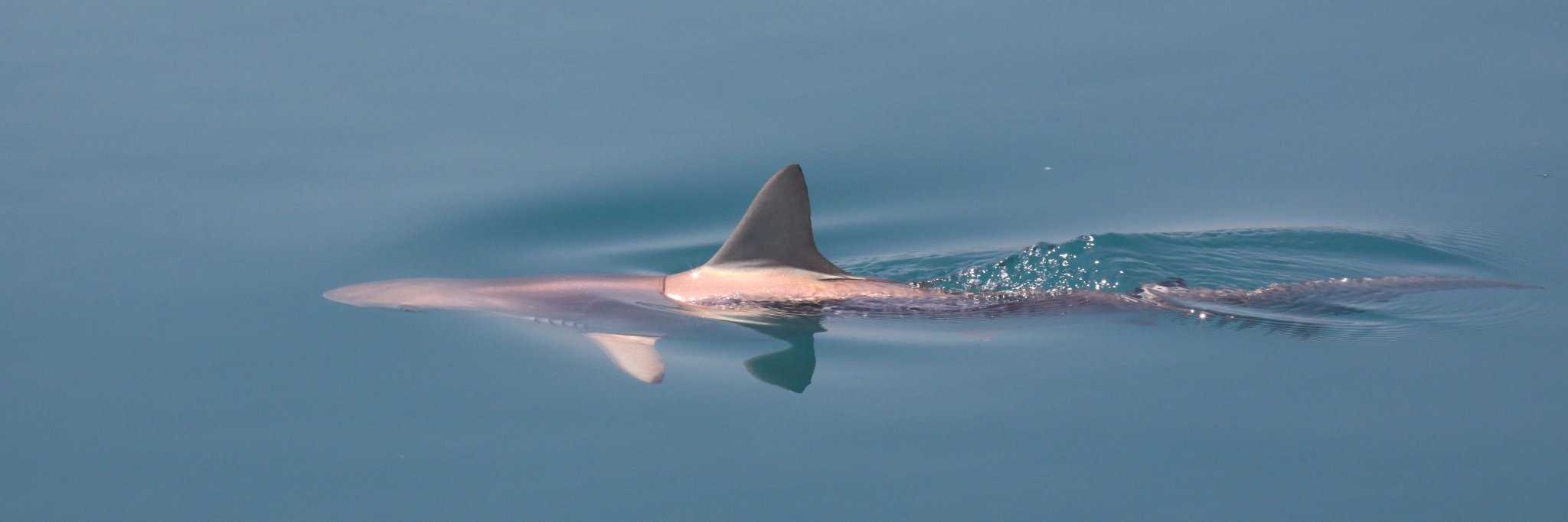 Alastair Harry banner