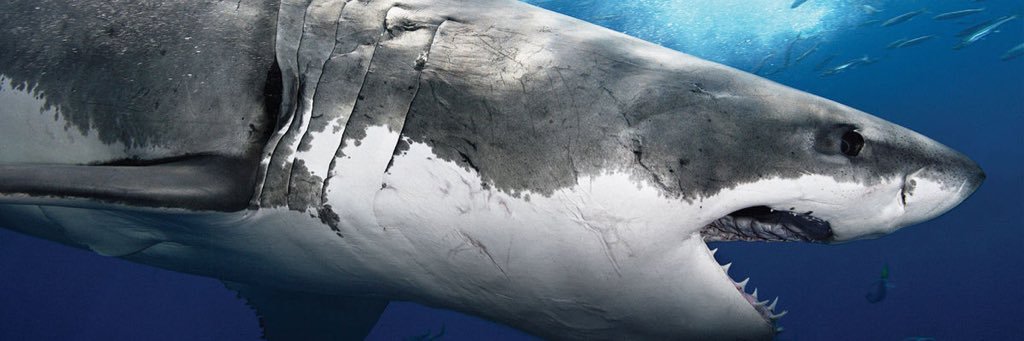 The great white banner