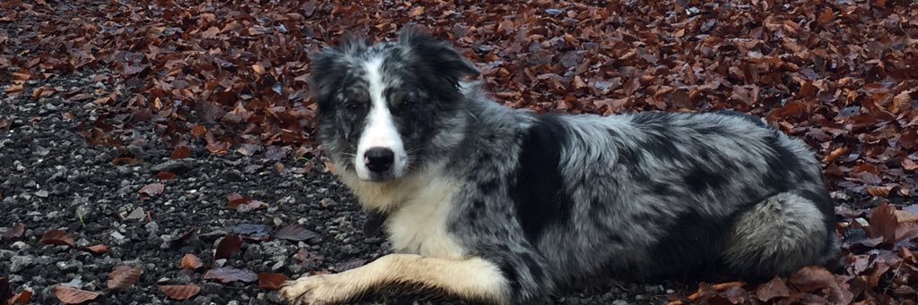 Millythemooch banner