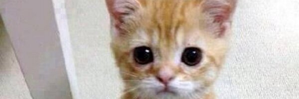 Elizzyf Profile Banner