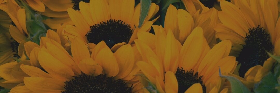 vivioctvy's profile banner image