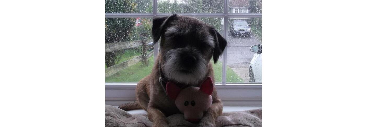 bumble_terrier's profile banner image