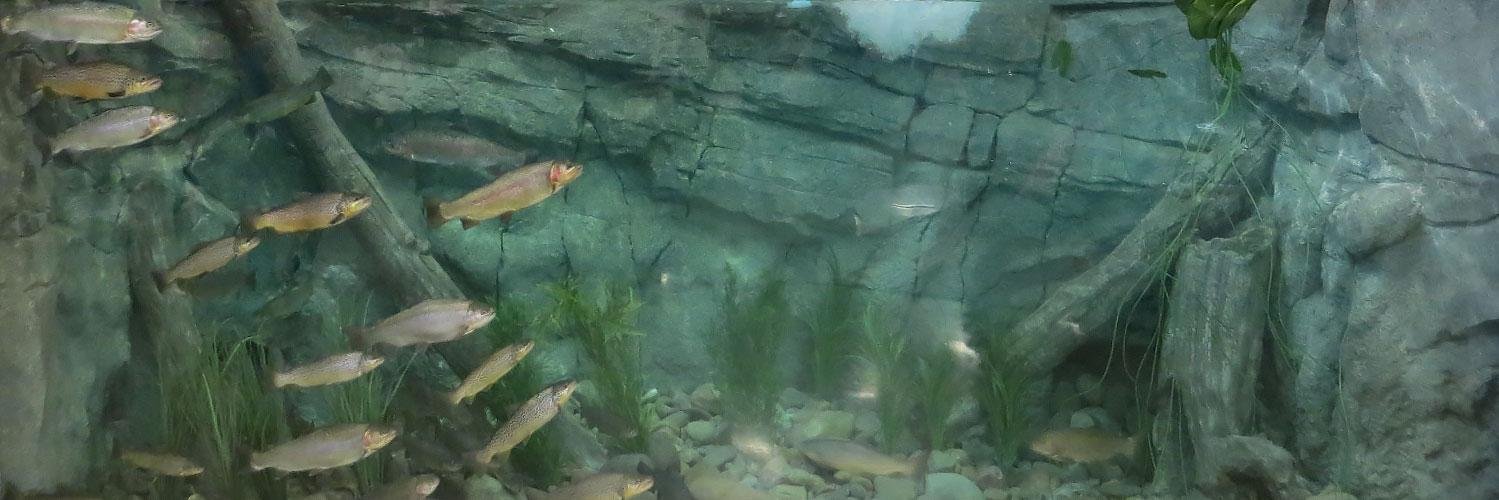 CabelasFish's profile banner image