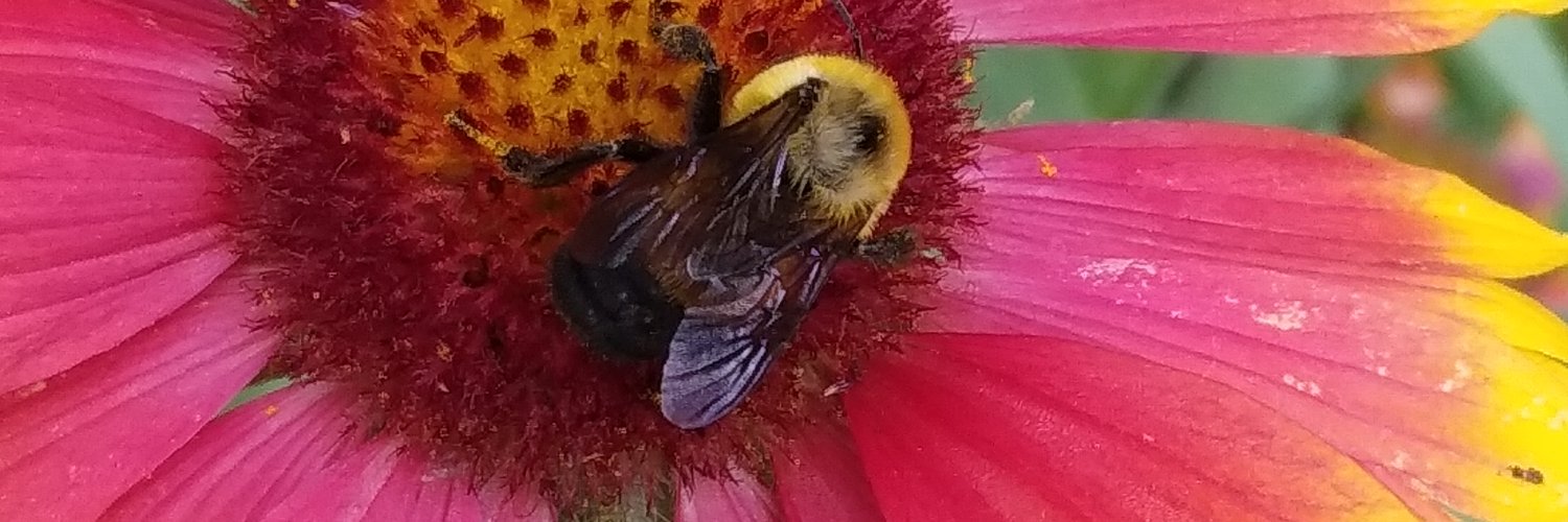 SheBrews24/7☕ banner