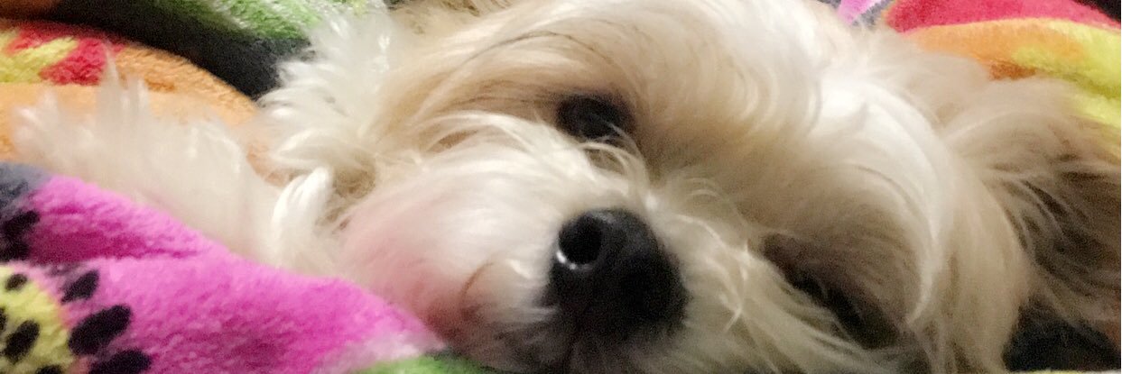 kayleaidabelle's profile banner image