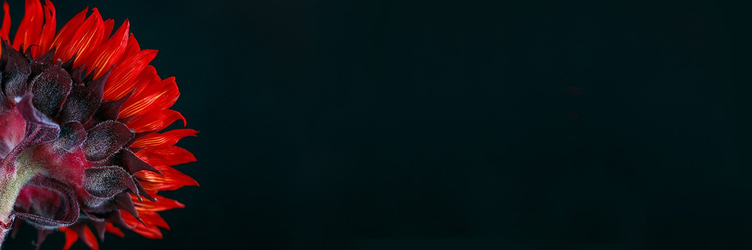 ThisJenWilliams's profile banner image