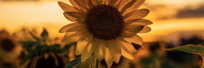 Monii1125's profile banner image