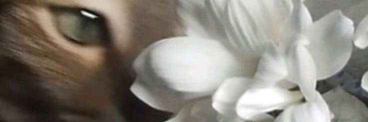 saltywise's profile banner image