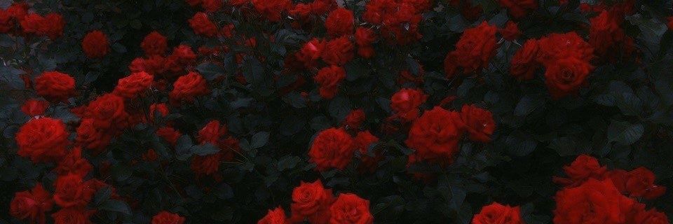 Shala_lalaa's profile banner image