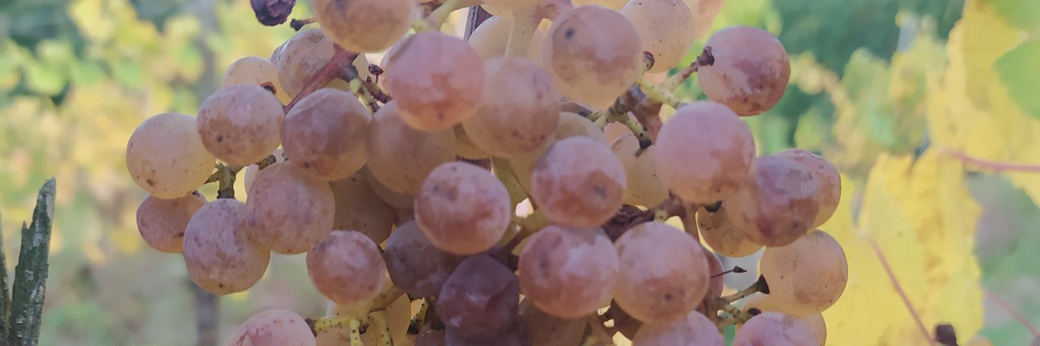 CruLamouroux's profile banner image