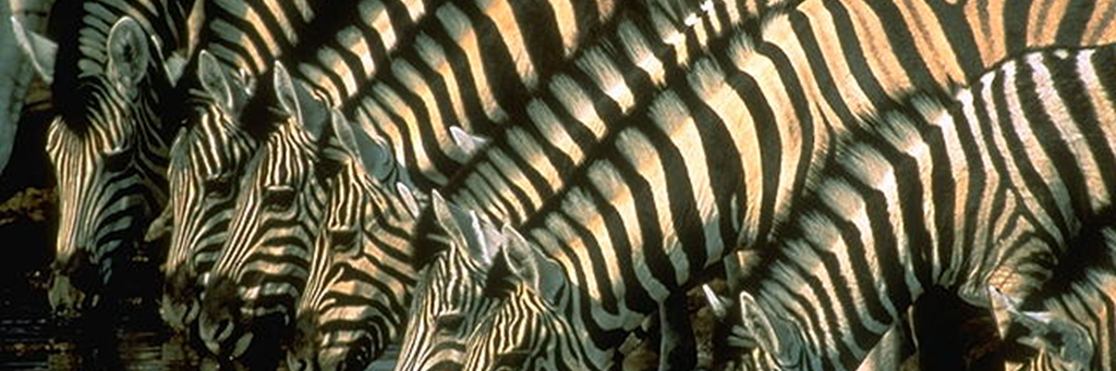 Regina Márquez banner