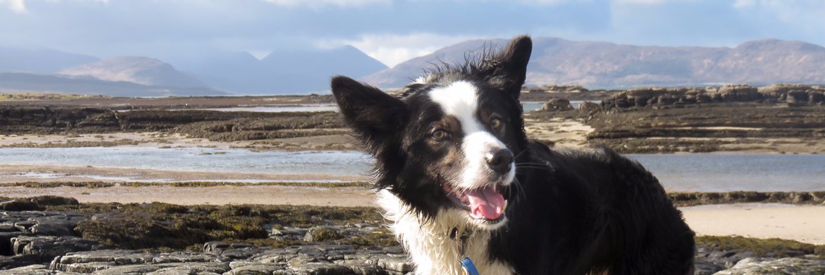 ColliesandCakes 🏴󠁧󠁢󠁳󠁣󠁴󠁿🦅 banner