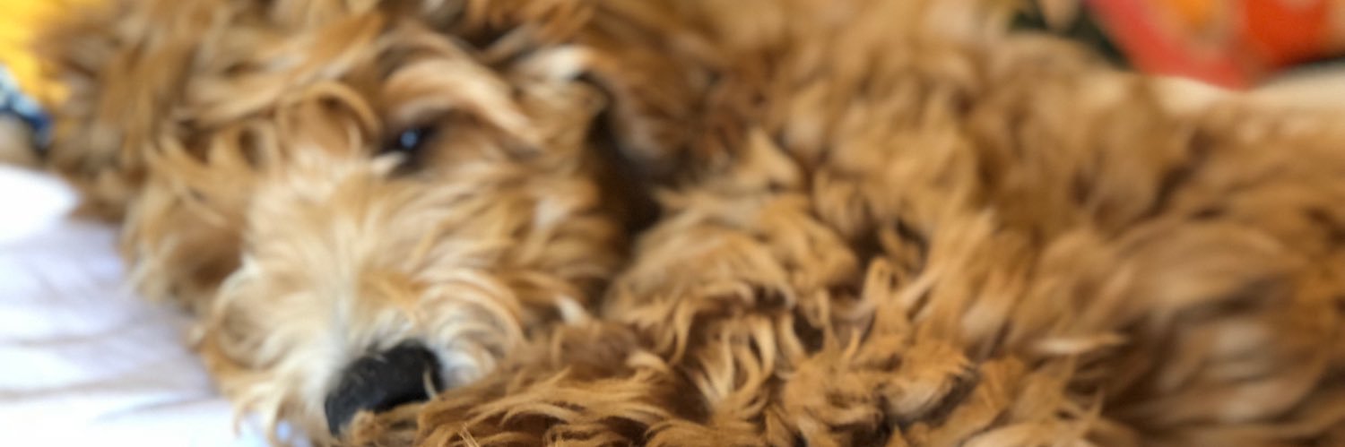 ReaganPace's profile banner image