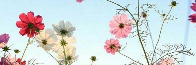 Nada_Algeem's profile banner image