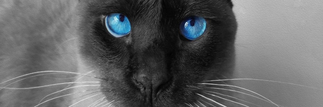 hilaryget's profile banner image