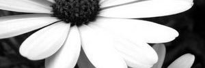 lexiered96's profile banner image