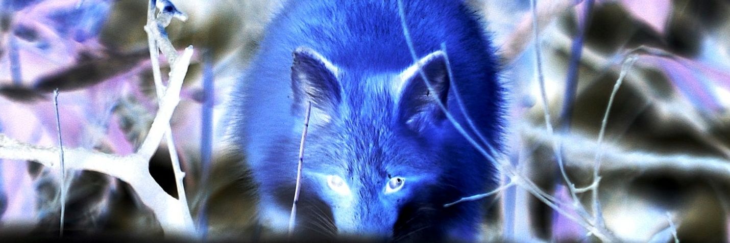 Canis_sp's profile banner image