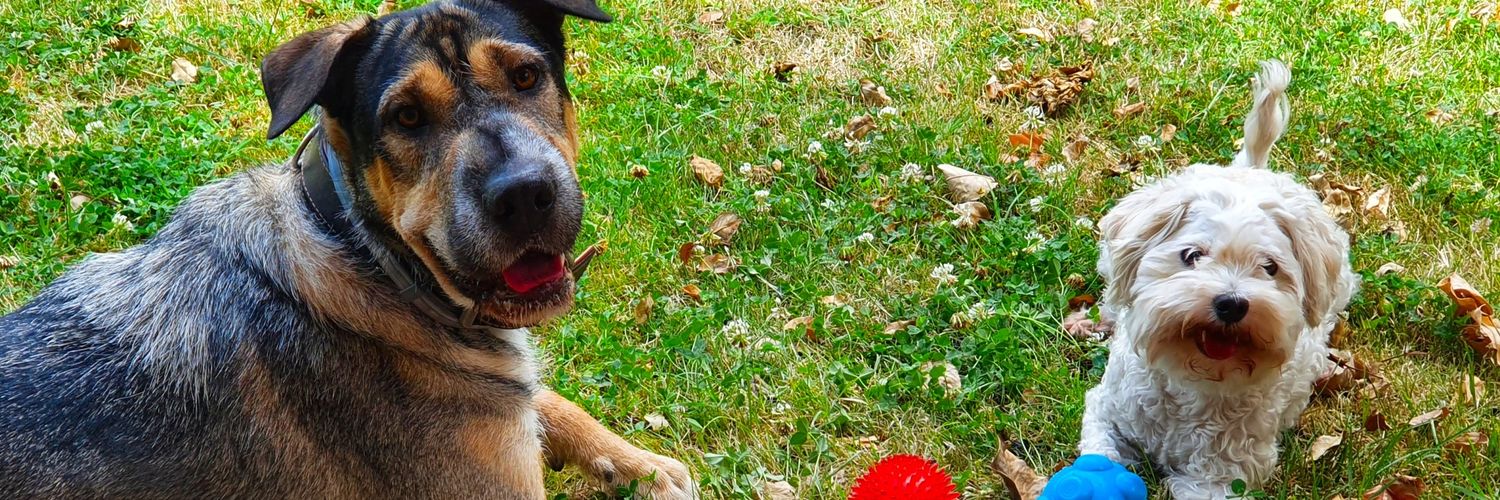 Javier Alonso banner