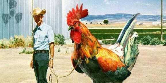 De Haan van Driekus banner