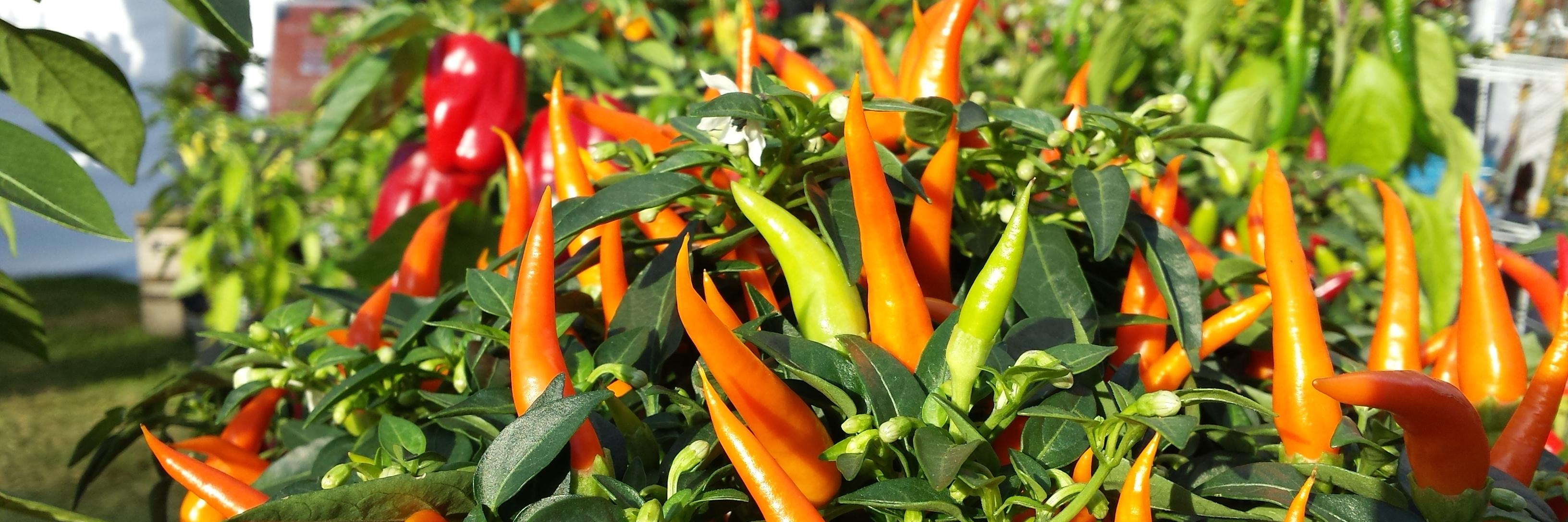 Clifton Chilli Club banner