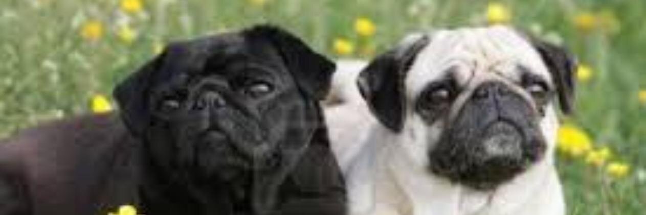 ThePugFanClub's profile banner image