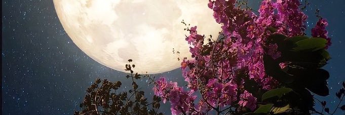 nilaysedaa's profile banner image