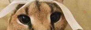xeylr's profile banner image